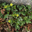 Foto von Besonderheit Sibbaldia procumbens