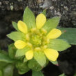 Portraitfoto Sibbaldia procumbens