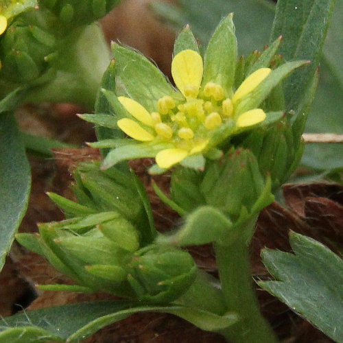 Blütenfoto Sibbaldia procumbens