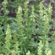 Habitusfoto Sideritis hyssopifolia