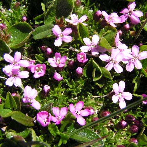 Portraitfoto Silene acaulis