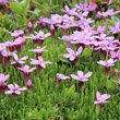 Blätterfoto Silene acaulis