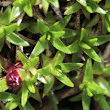 Blätterfoto Silene exscapa