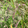 Blütenfoto Silene conica