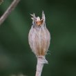 Fruchtfoto Silene coronaria