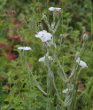 Habitusfoto Silene coronaria