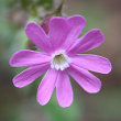 Foto von Besonderheit Silene dioica