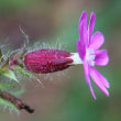 Blütenfoto Silene dioica