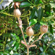 Fruchtfoto Silene dioica