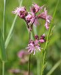 Habitusfoto Silene flos-cuculi