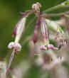 Blütenfoto Silene nutans