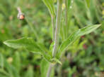 Blätterfoto Silene nutans