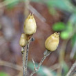 Fruchtfoto Silene nutans