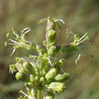 Blütenfoto Silene otites