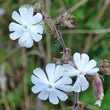 Portraitfoto Silene pratensis