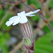 Foto von Besonderheit Silene pratensis