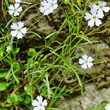 Blätterfoto Silene pusilla