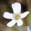 Blütenfoto Silene rupestris