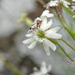 Portraitfoto Silene saxifraga