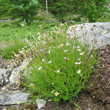 Habitusfoto Silene saxifraga