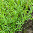 Blätterfoto Silene saxifraga