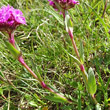 Blätterfoto Silene suecica