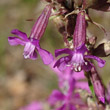 Blütenfoto Silene viscaria