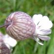 Blütenfoto Silene vulgaris