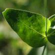 Blätterfoto Silene vulgaris