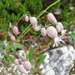 Portraitfoto Silene vulgaris ssp. glareosa