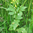 Blätterfoto Sinapis alba