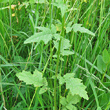 Stängel-/Stammfoto Sinapis alba
