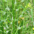 Fruchtfoto Sinapis alba
