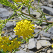 Bl&uuml;tenfoto Sisymbrium austriacum