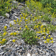 Habitusfoto Sisymbrium austriacum
