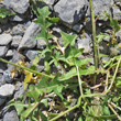 Bl&auml;tterfoto Sisymbrium austriacum