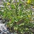 Foto Grundl&auml;tter Sisymbrium austriacum