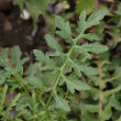 Blätterfoto Sisymbrium austriacum