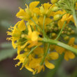 Blütenfoto Sisymbrium austriacum