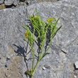 Fruchtfoto Sisymbrium austriacum