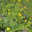 Foto von Besonderheit Sisymbrium austriacum