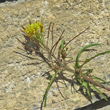 Portraitfoto Sisymbrium irio