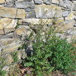 Habitusfoto Sisymbrium irio