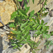 Blätterfoto Sisymbrium irio