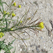 Fruchtfoto Sisymbrium irio