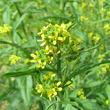 Portraitfoto Sisymbrium officinale