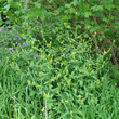 Habitusfoto Sisymbrium officinale