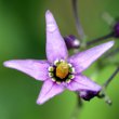 Portraitfoto Solanum dulcamara