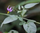 Blätterfoto Solanum dulcamara
