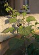 Habitusfoto Solanum nigrum